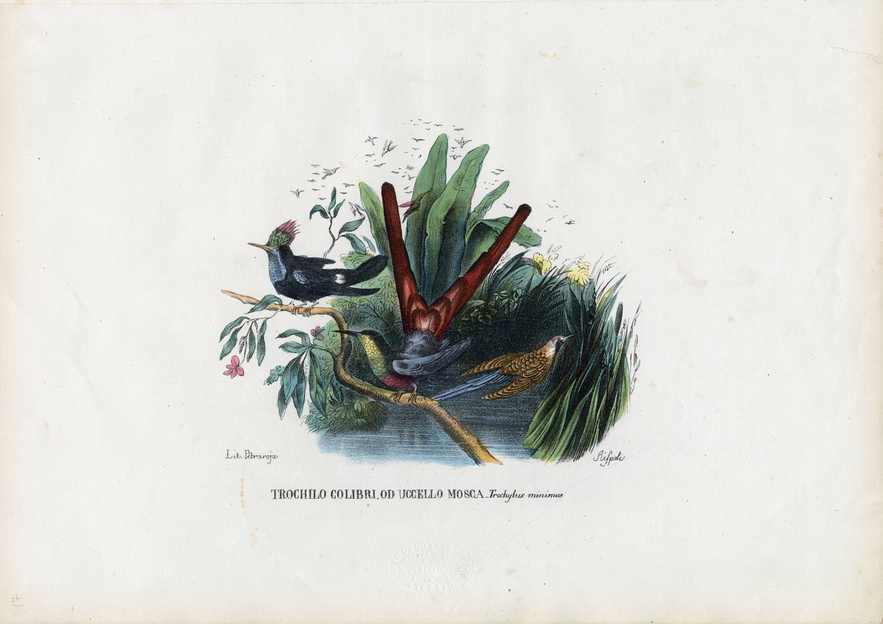 Colibríes, 1863-79 de Raimundo Petraroja