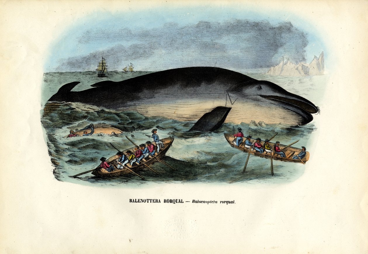 Ballena jorobada, 1863-79 de Raimundo Petraroja