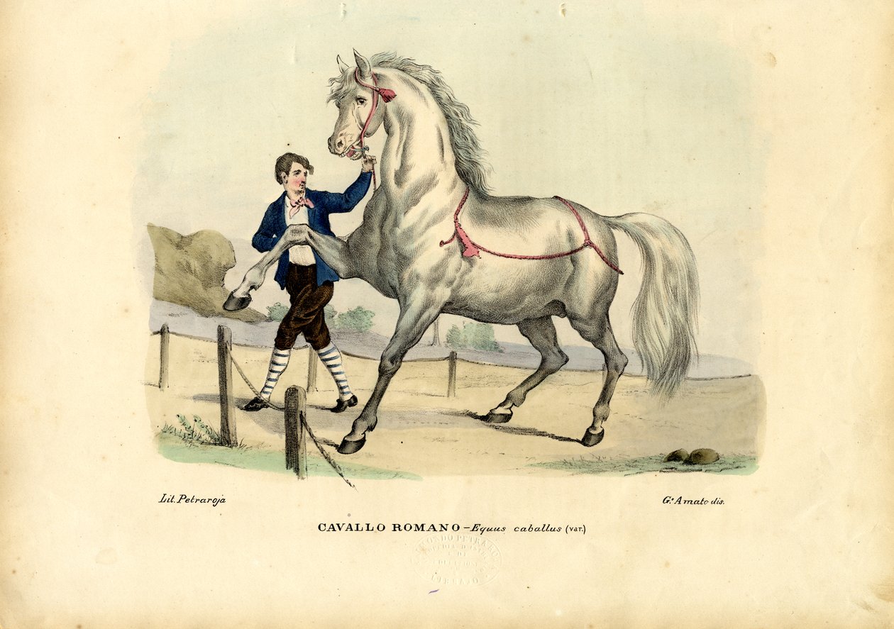 Caballo Italiano, 1863-79 de Raimundo Petraroja
