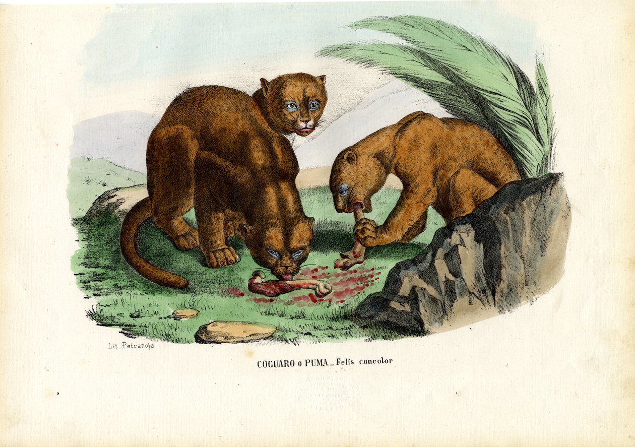Puma, 1863-79 de Raimundo Petraroja