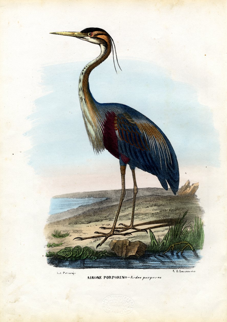 Garza morada de Raimundo Petraroja