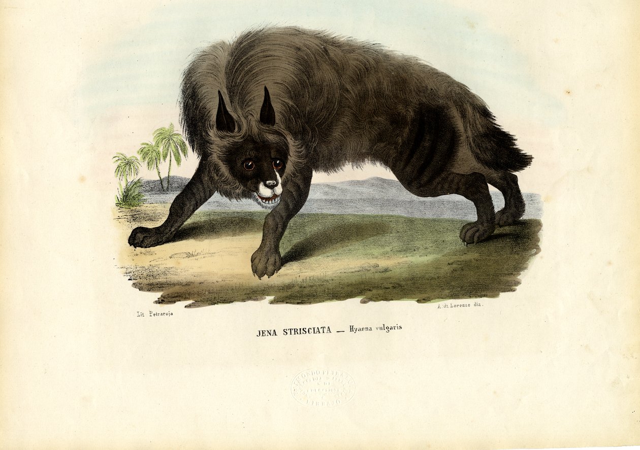 Hiena rayada, 1863-79 de Raimundo Petraroja