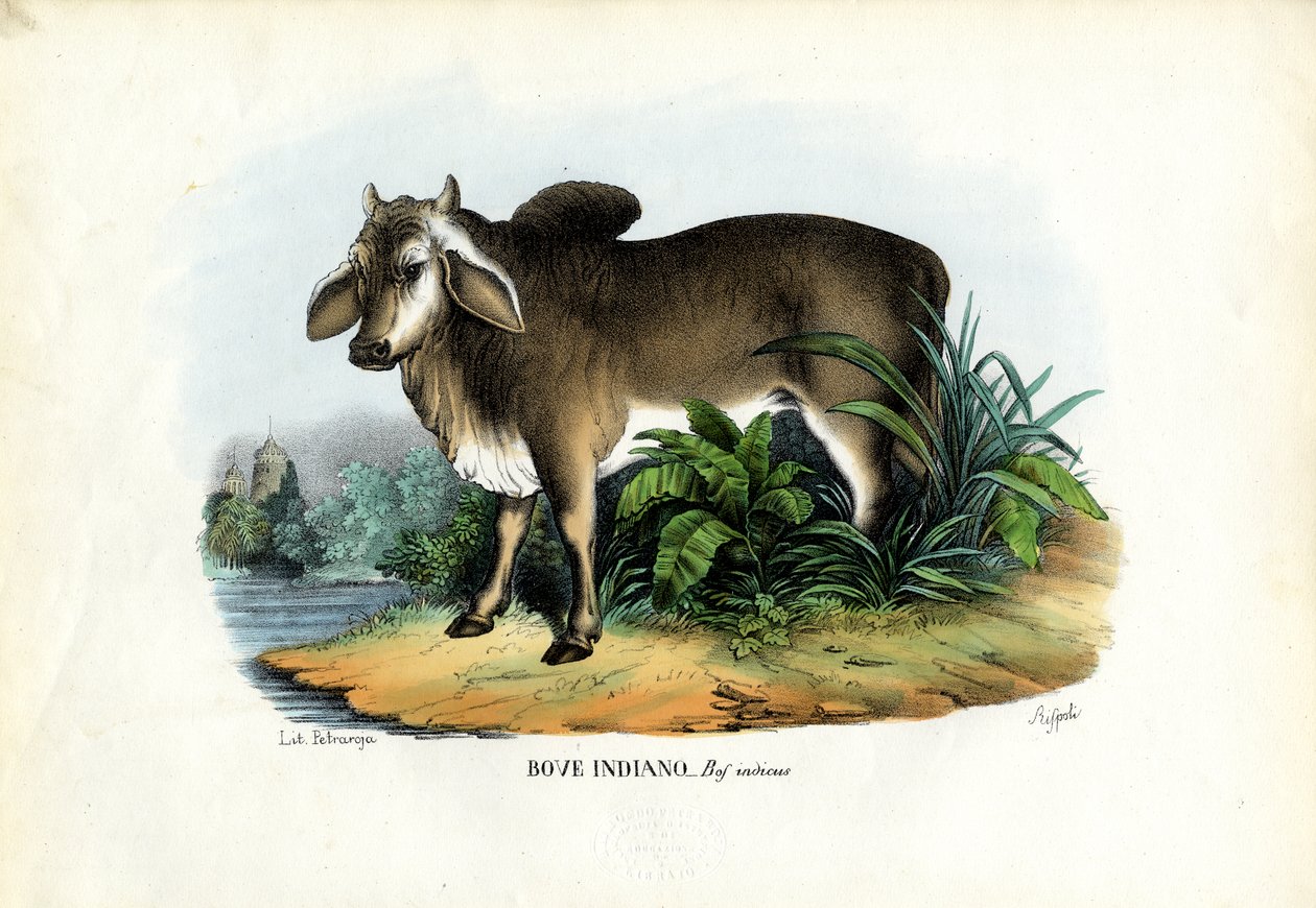 Cebú, 1863-79 de Raimundo Petraroja