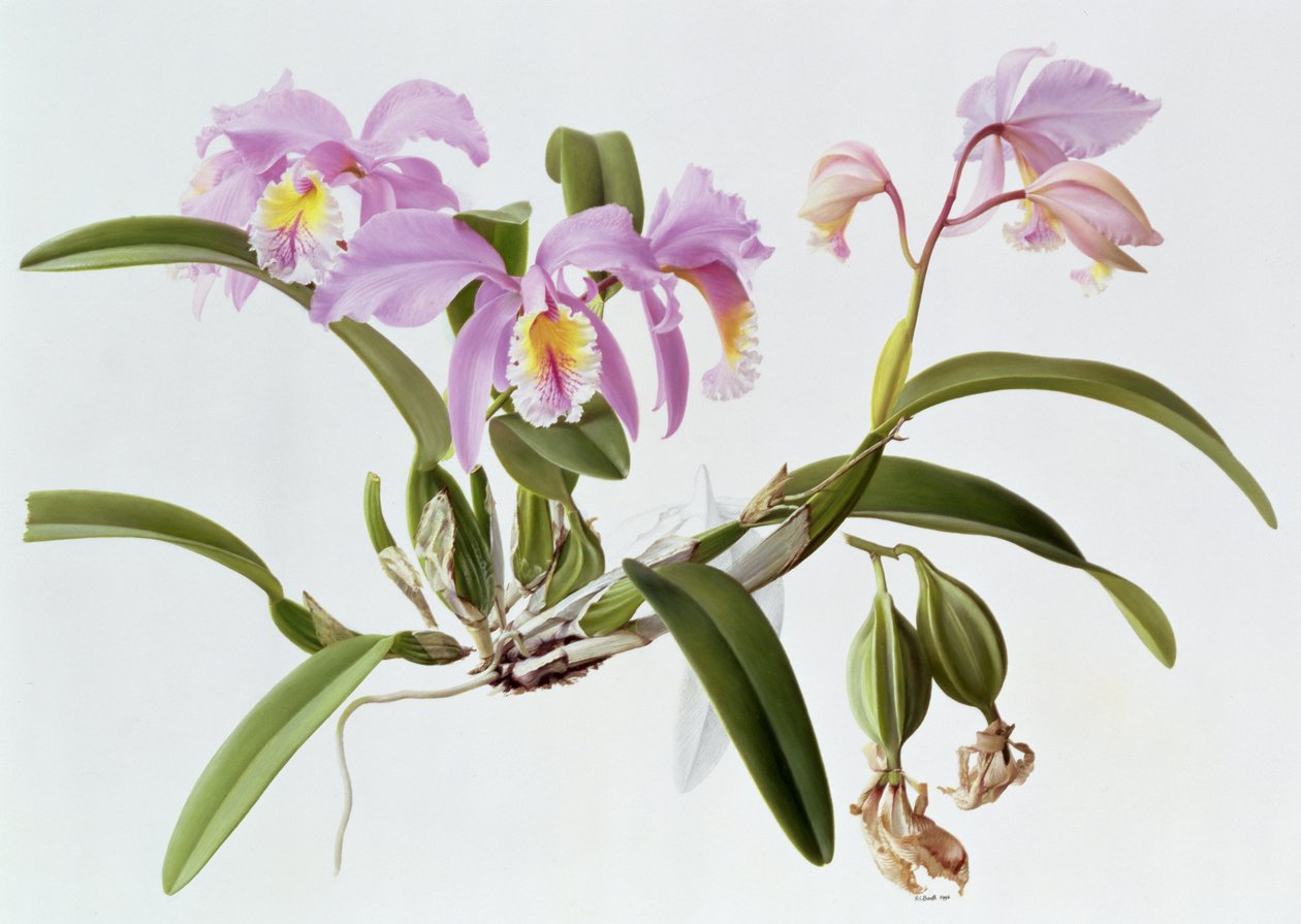 Cattleya Mossiae de Raymond Booth