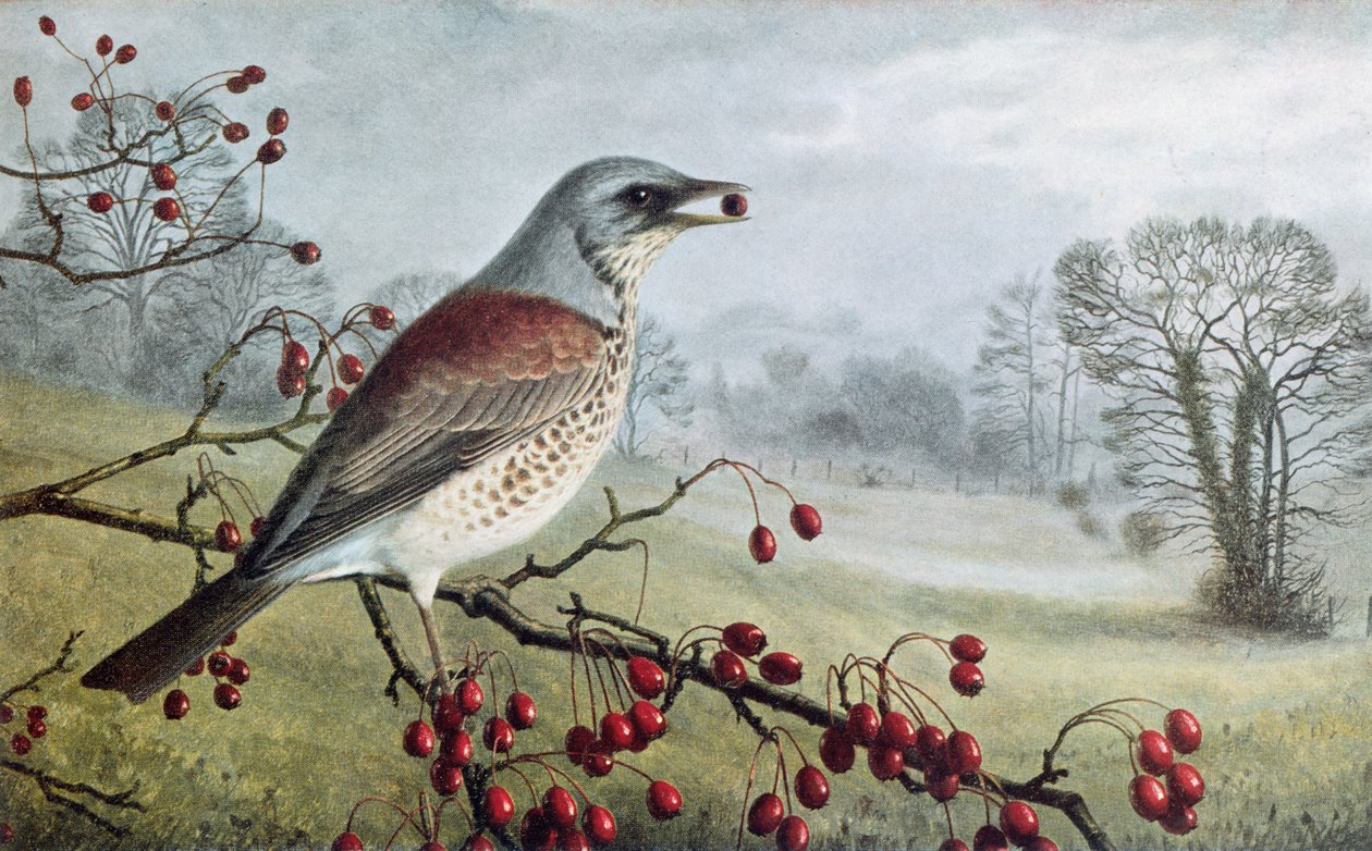 Fieldfare de Raymond Booth