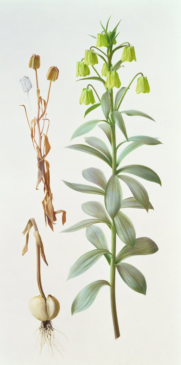 Fritillaria pallidiflora de Raymond Booth