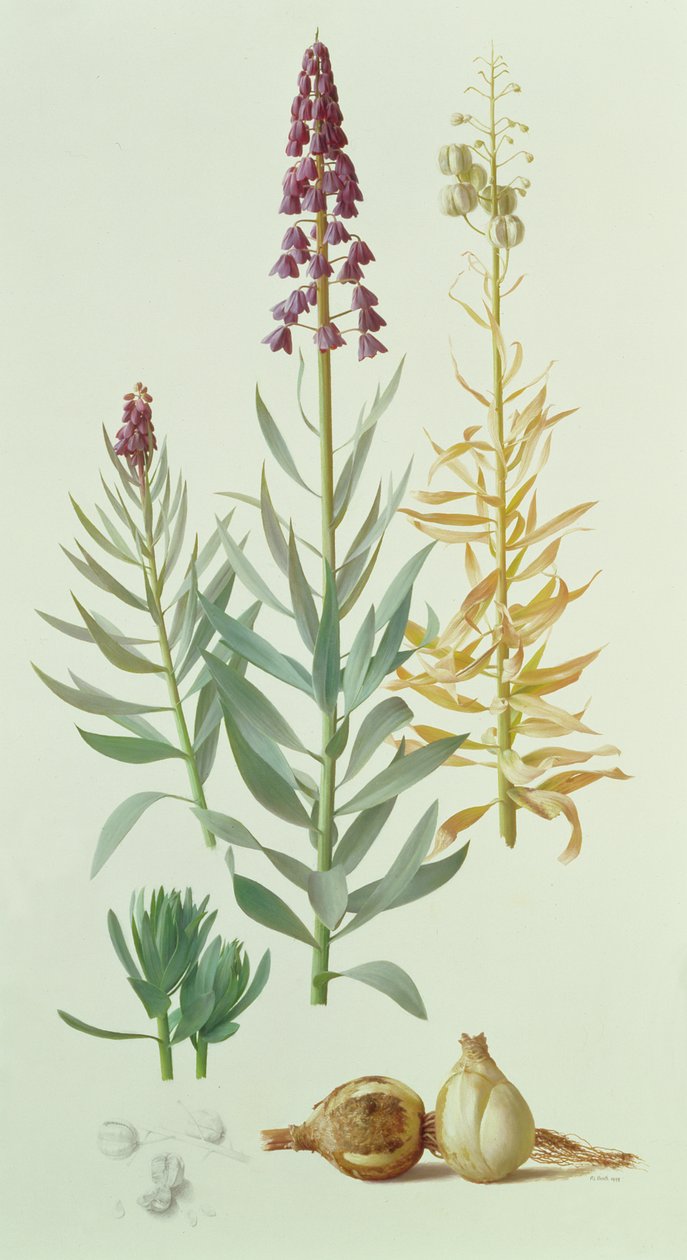 Fritillaria persica de Raymond Booth
