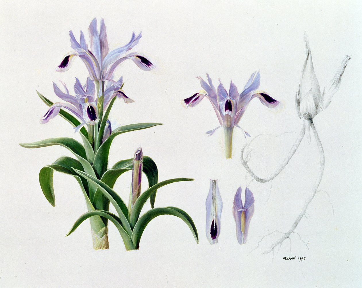 Iris Kuschakewiczii de Raymond Booth