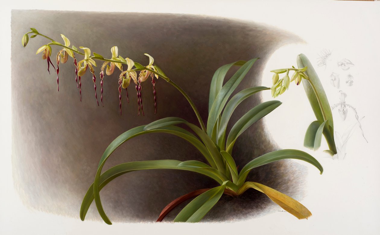 Orquídeas de Raymond Booth