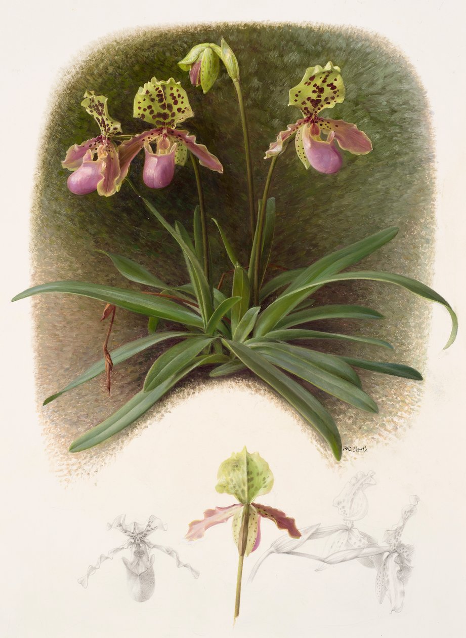 Paphiopedilium henryi (óleo sobre papel) de Raymond Booth