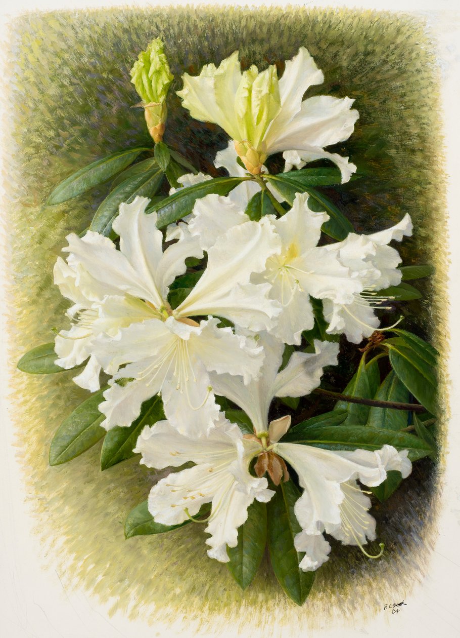 Rhododendron veitchianum, 2004 (óleo sobre papel) de Raymond Booth