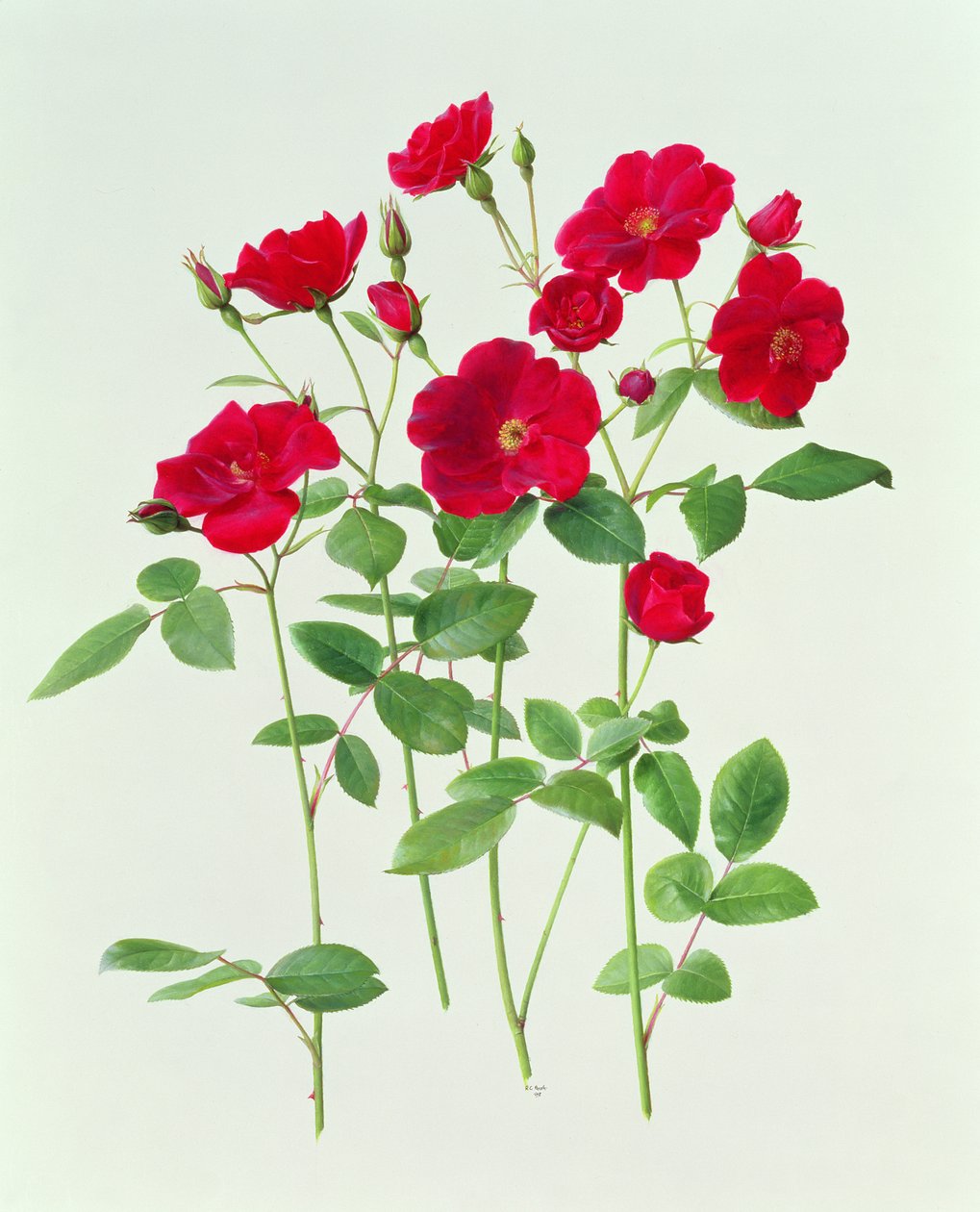 Rosa 