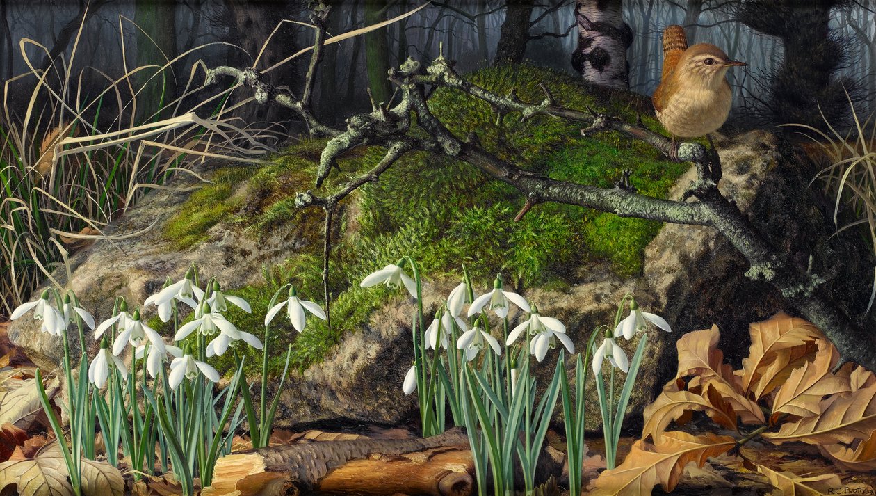 Campanillas de invierno y chochín de Raymond Booth