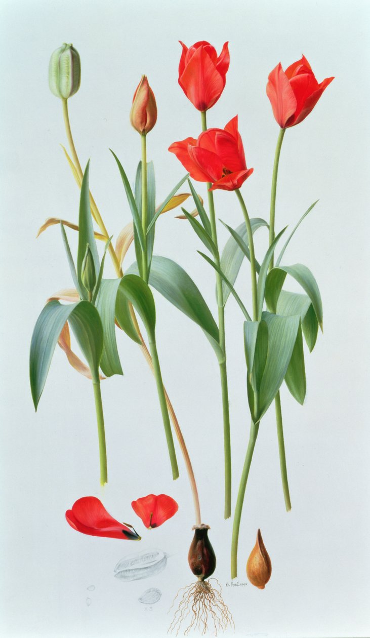 Tulipán amabilis de Raymond Booth