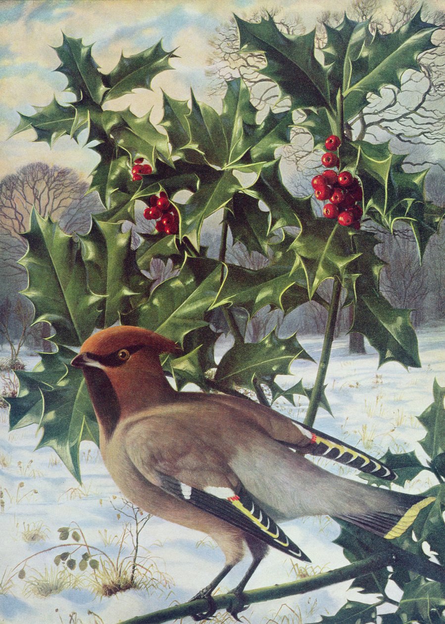Waxwing de Raymond Booth