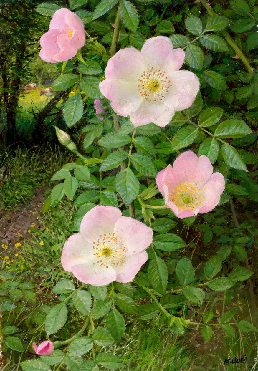 Rosas silvestres (óleo sobre tabla) de Raymond Booth