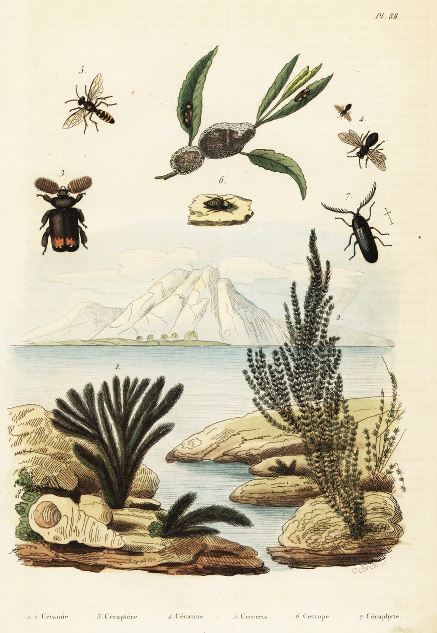 Algas, abejas, avispas y saltamontes, 1834-1839 (grabado) de Regina Catherine Carey