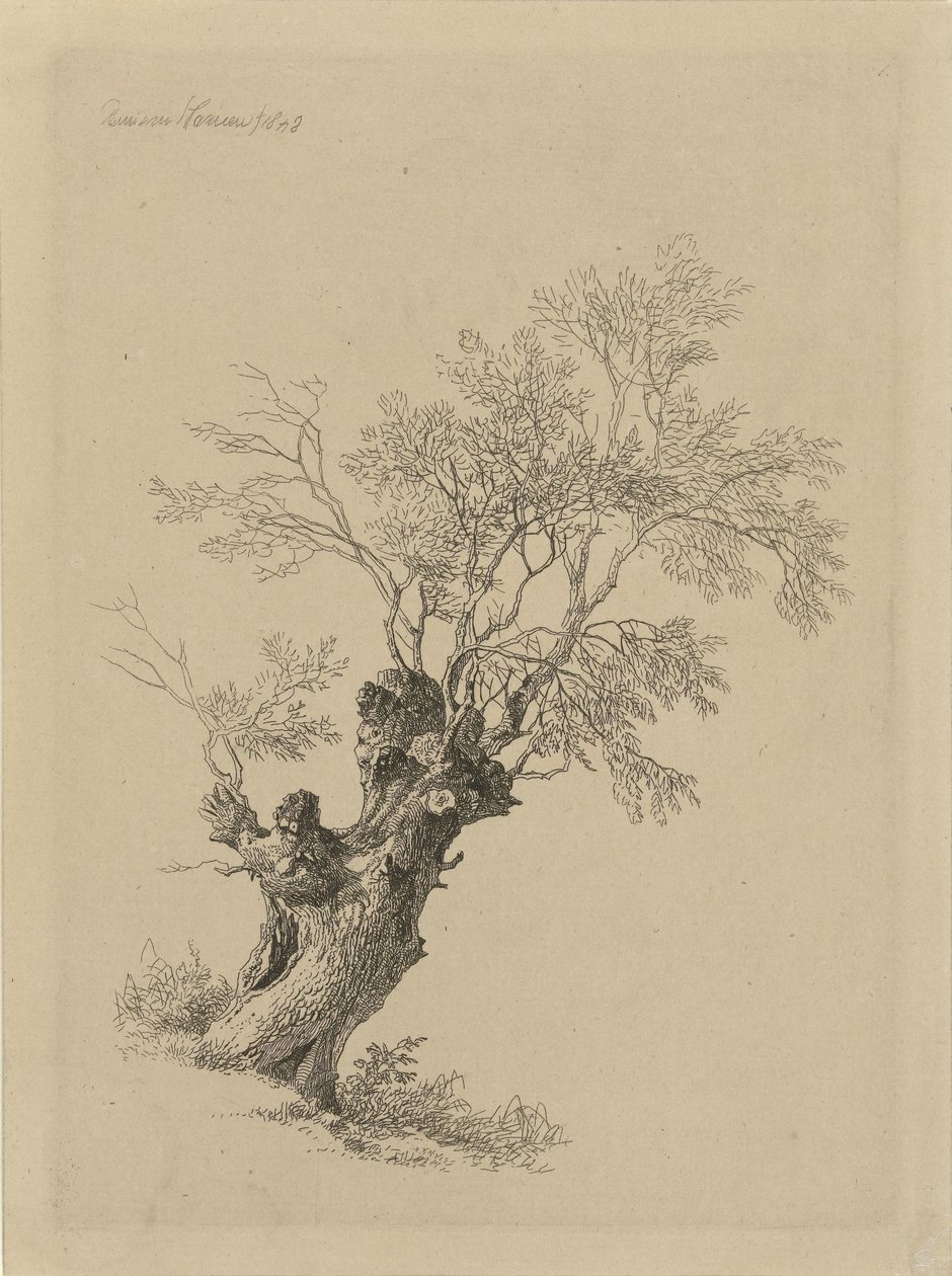 sauce de Remigius Adrianus Haanen