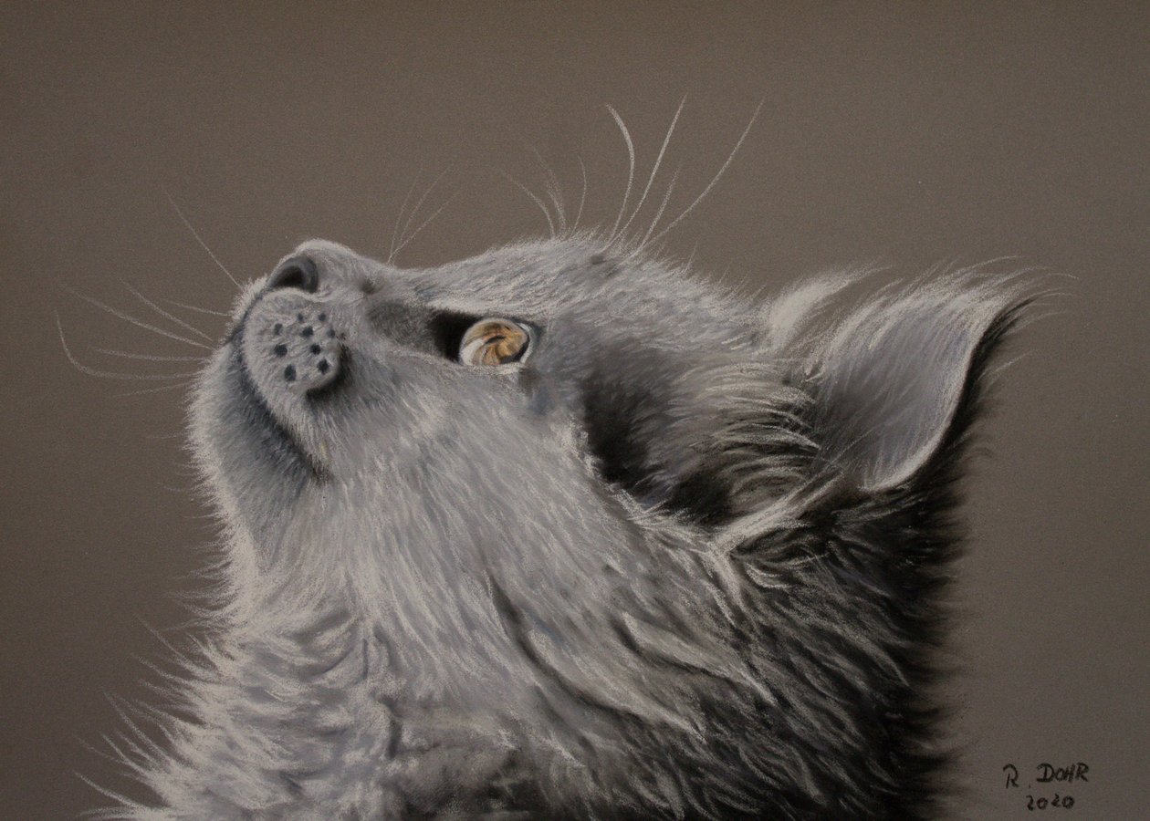 Momento de Gato de Renate Dohr