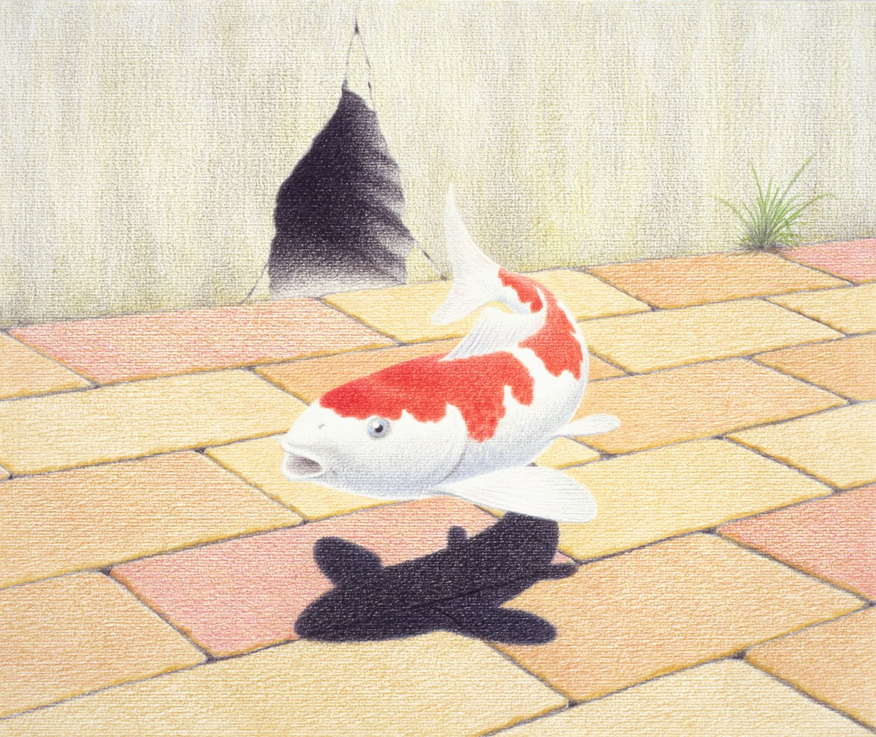 Koi de Rene Boin