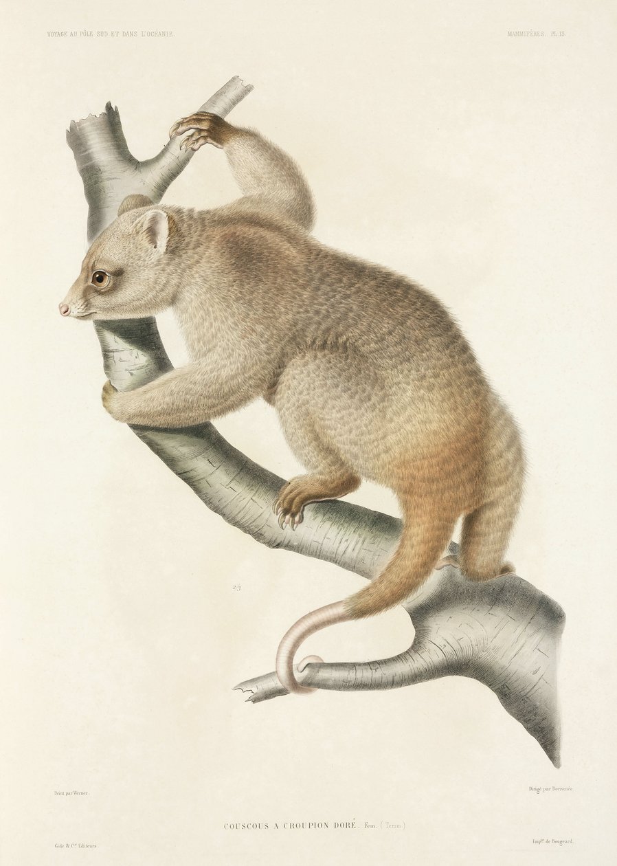Cuscus de John Pardon