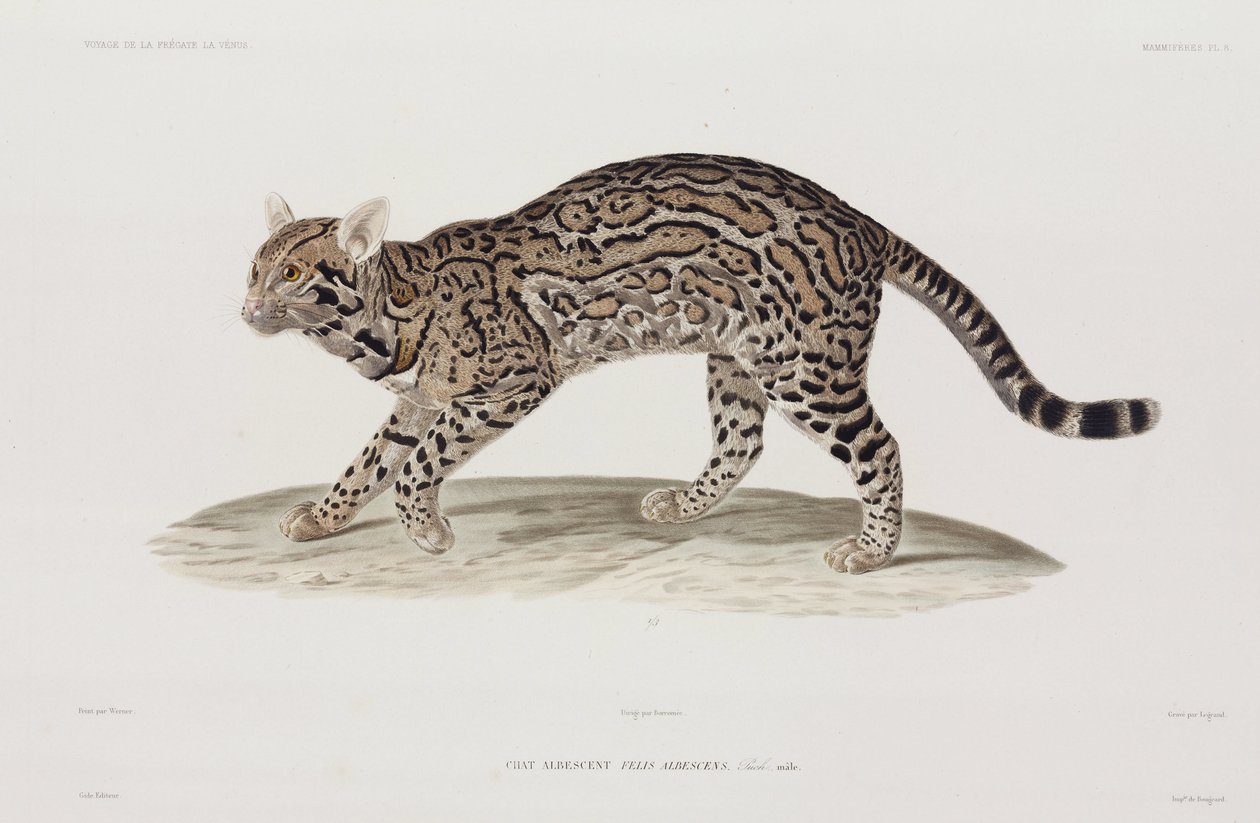 Ocelote, EE.UU. de John Pardon