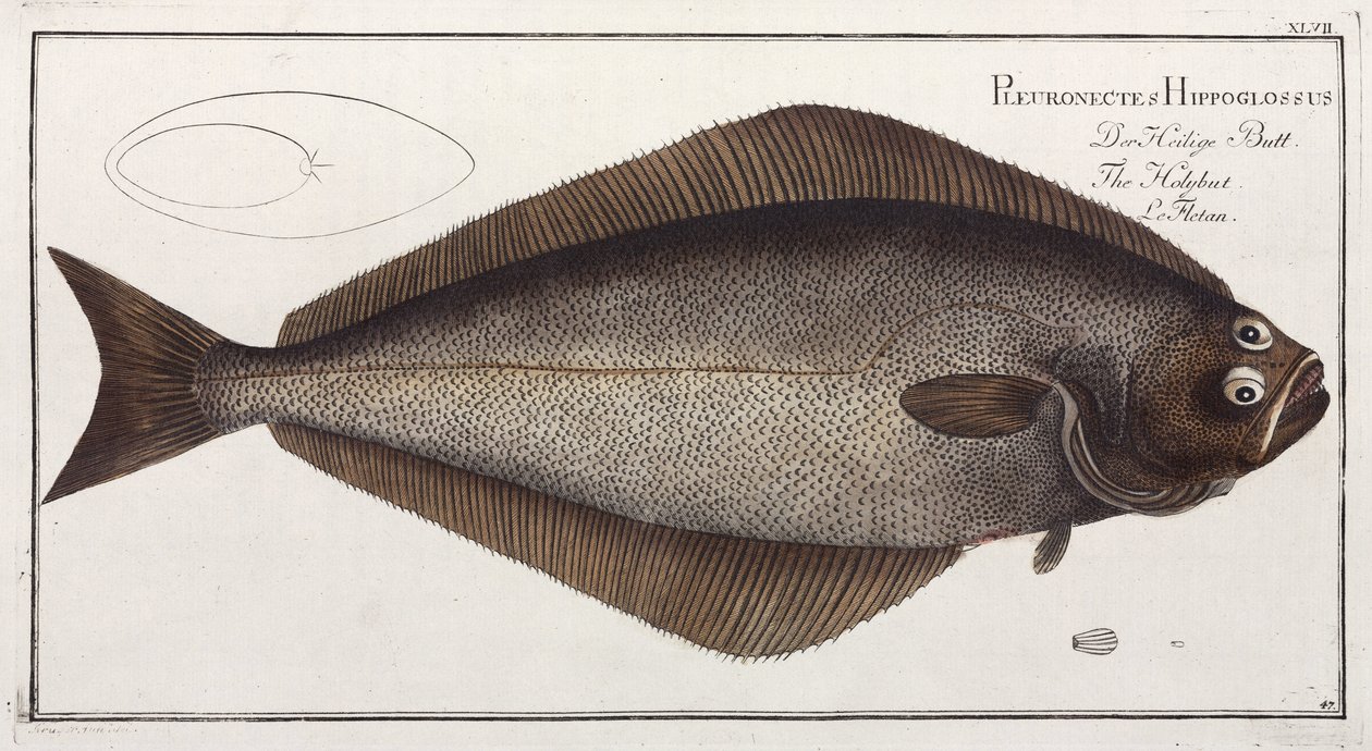 El Halibut de John Pardon