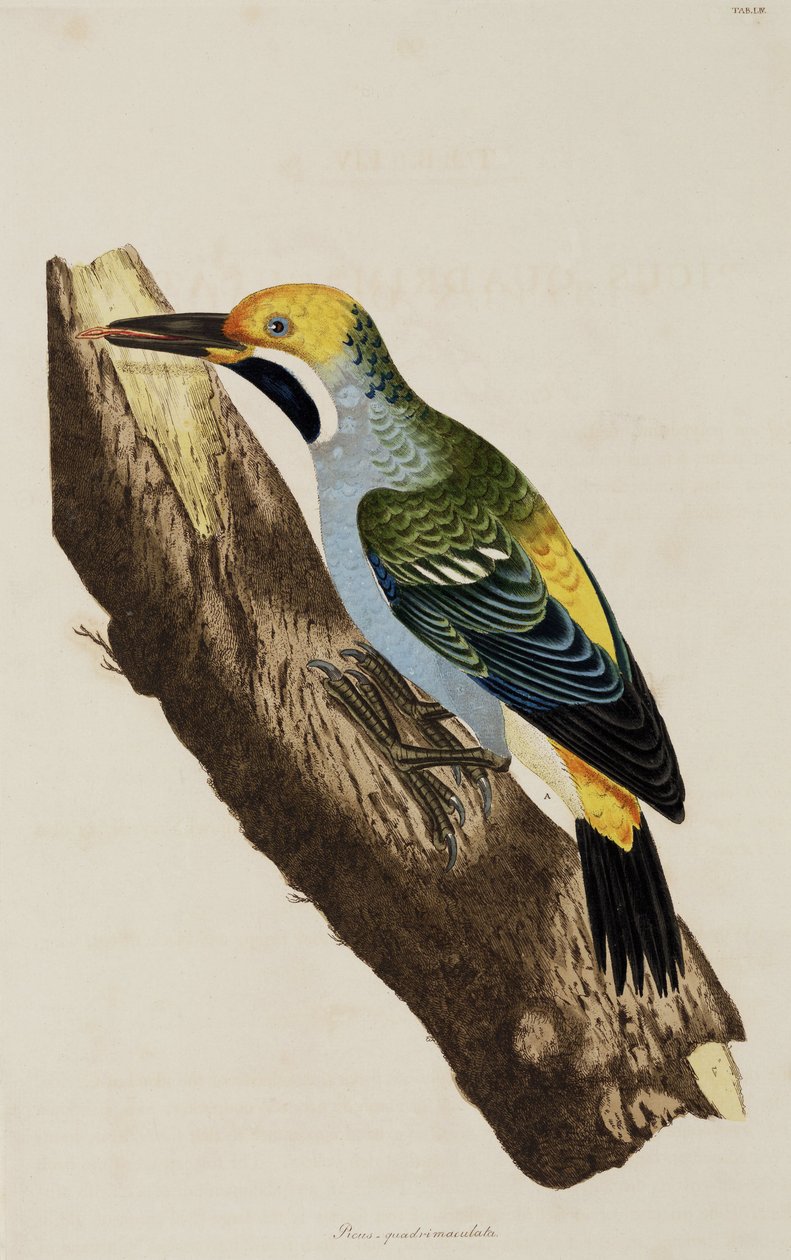 Pájaro carpintero de John Pardon