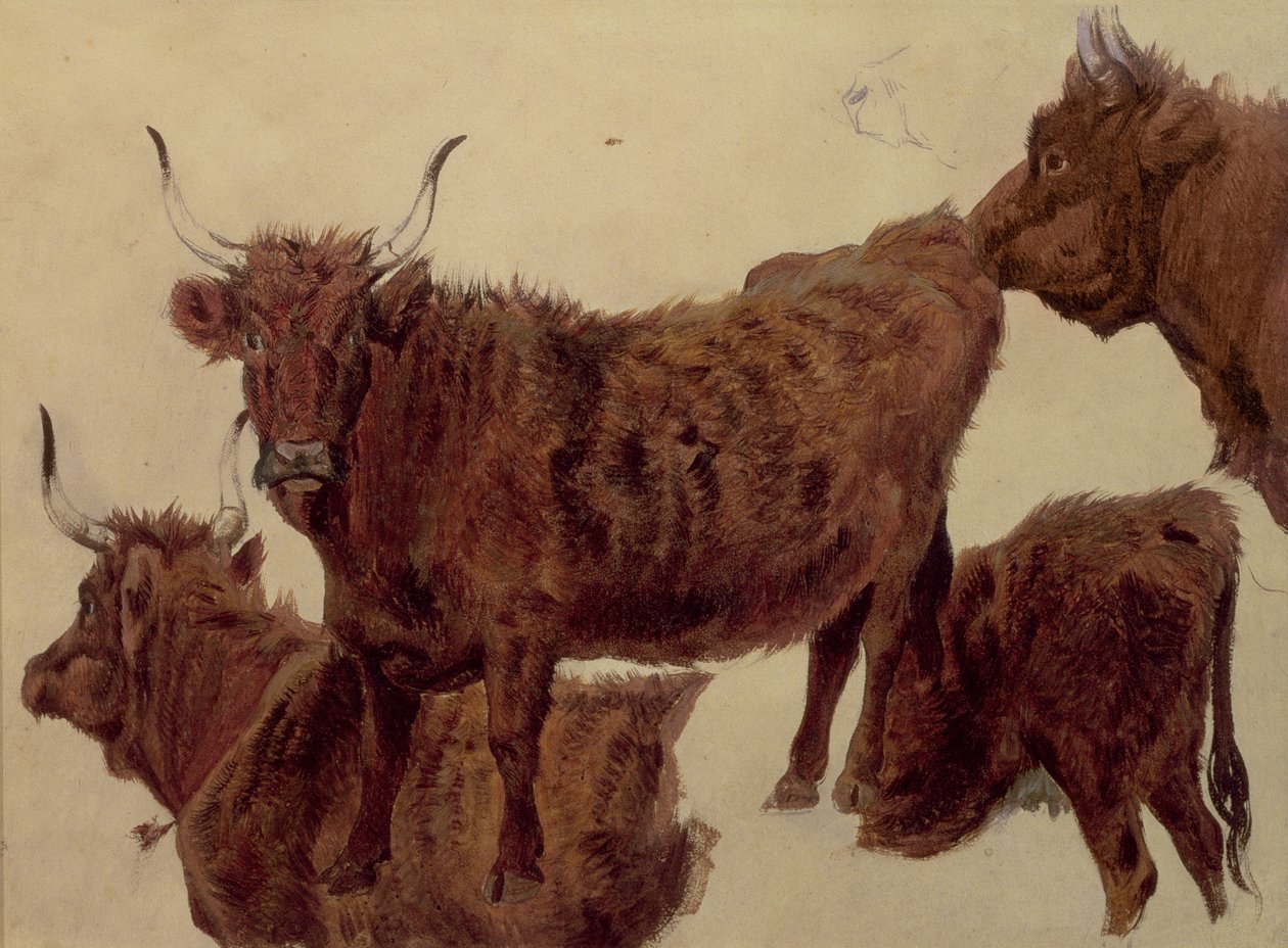 Estudios de Ganado de las Tierras Altas de Richard Ansdell