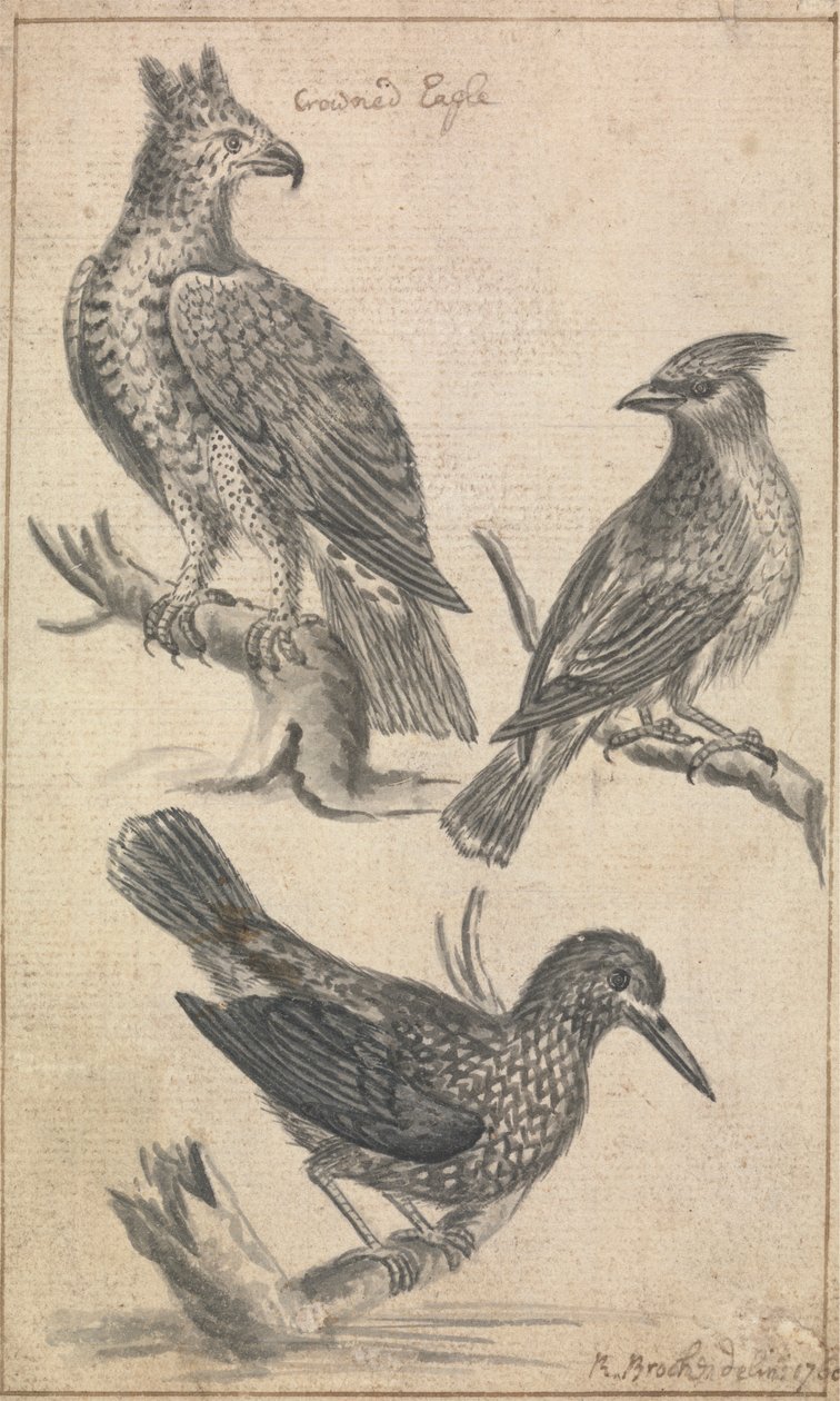 Águila coronada y dos pájaros de Richard Brookes