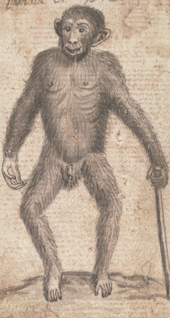 Monos (uno de tres en una montura) de Richard Brookes