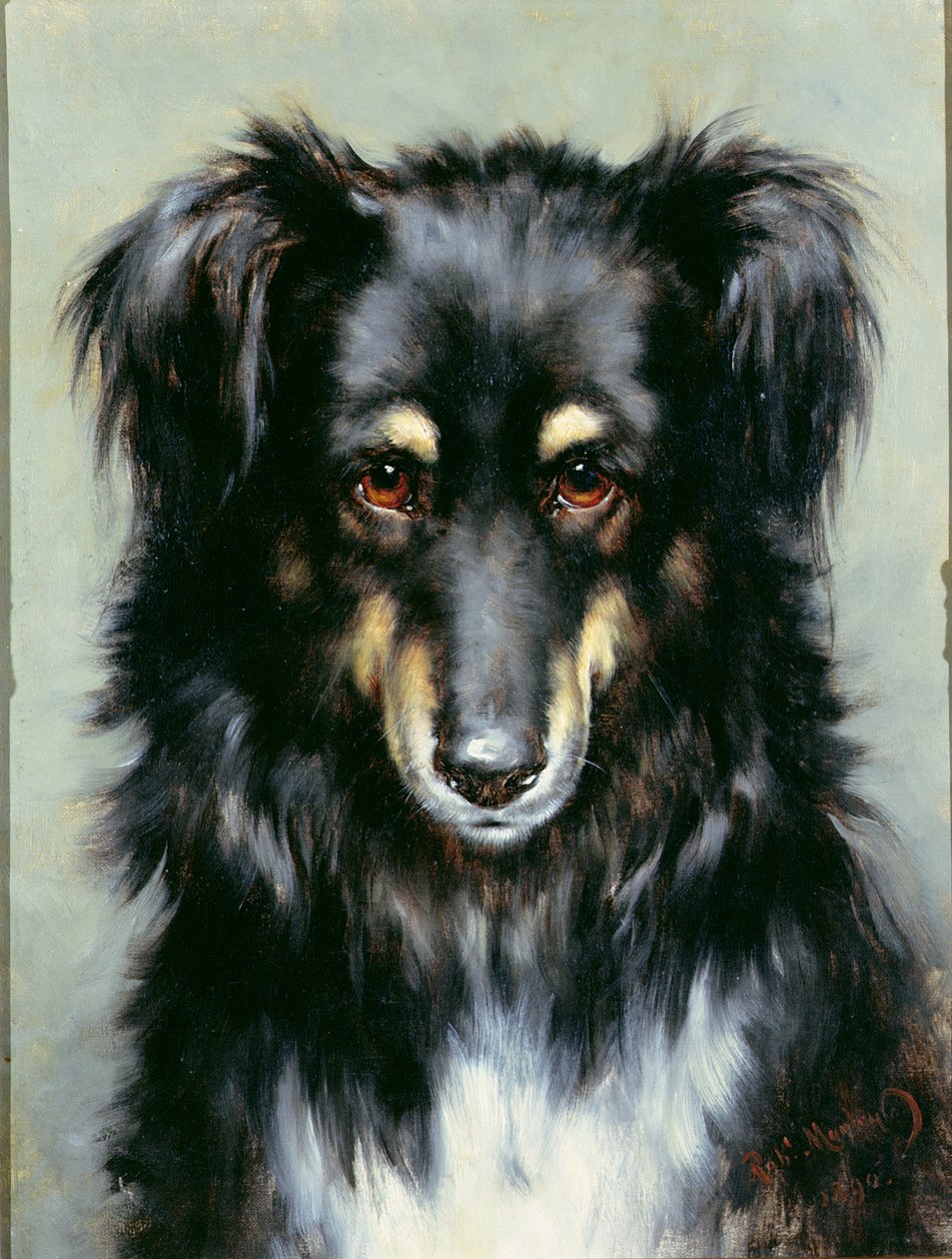 Un Collie Negro y Marrón, 1890 de Robert Morley