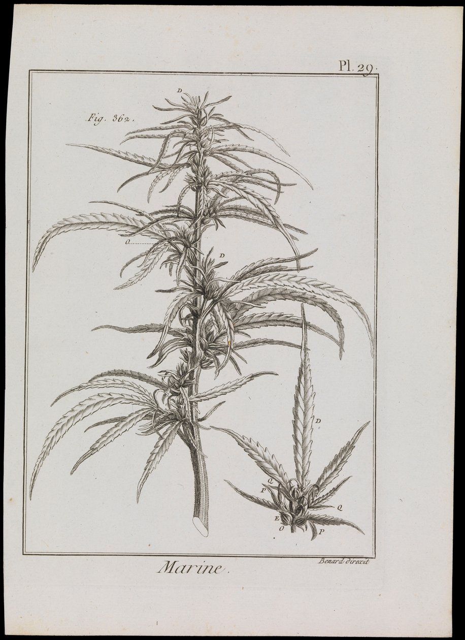 Esquema marino de flores, c.1810 (grabado y aguafuerte) de Robert Benard