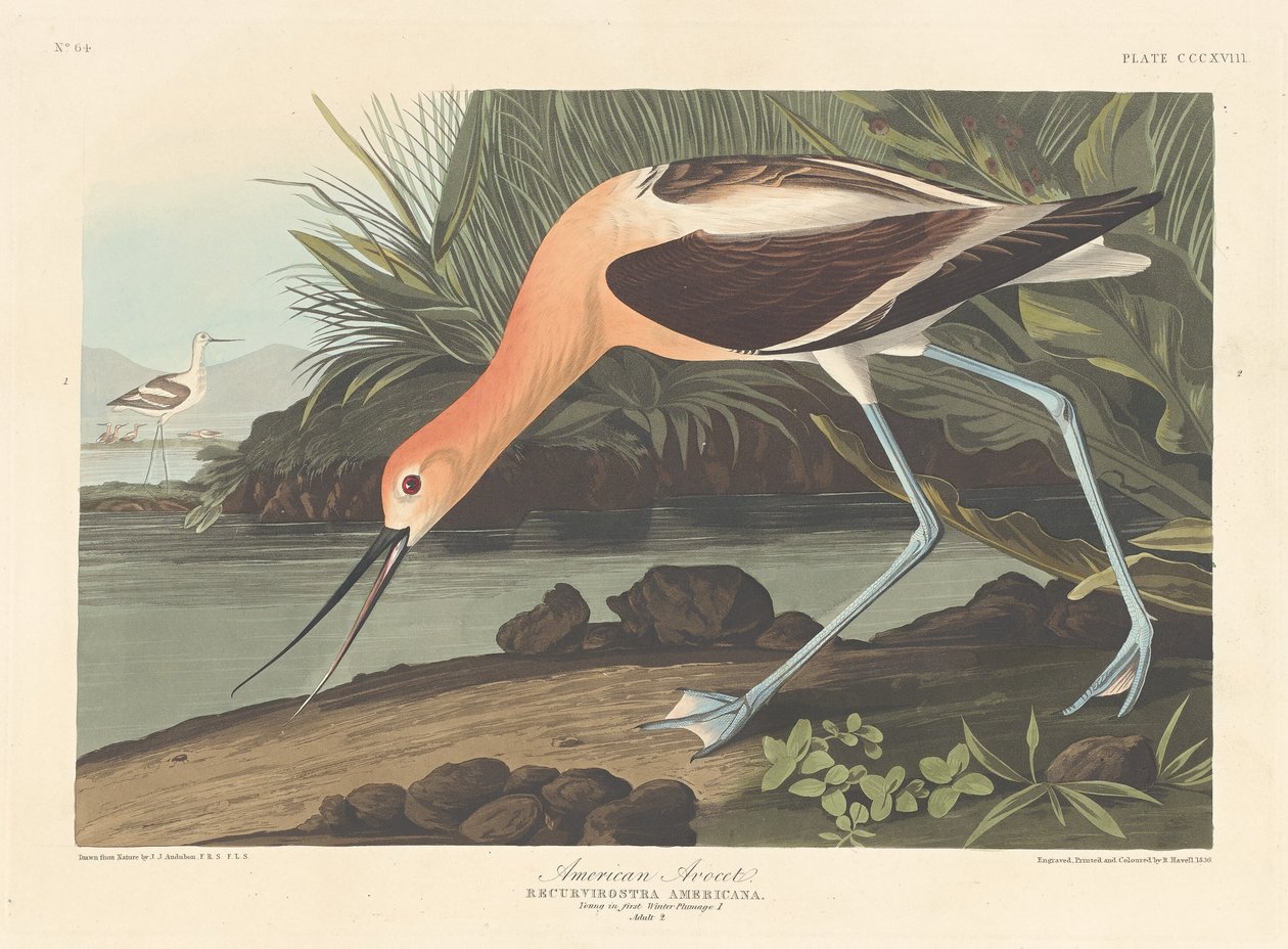 Avoceta americana, 1836 de Robert Havell