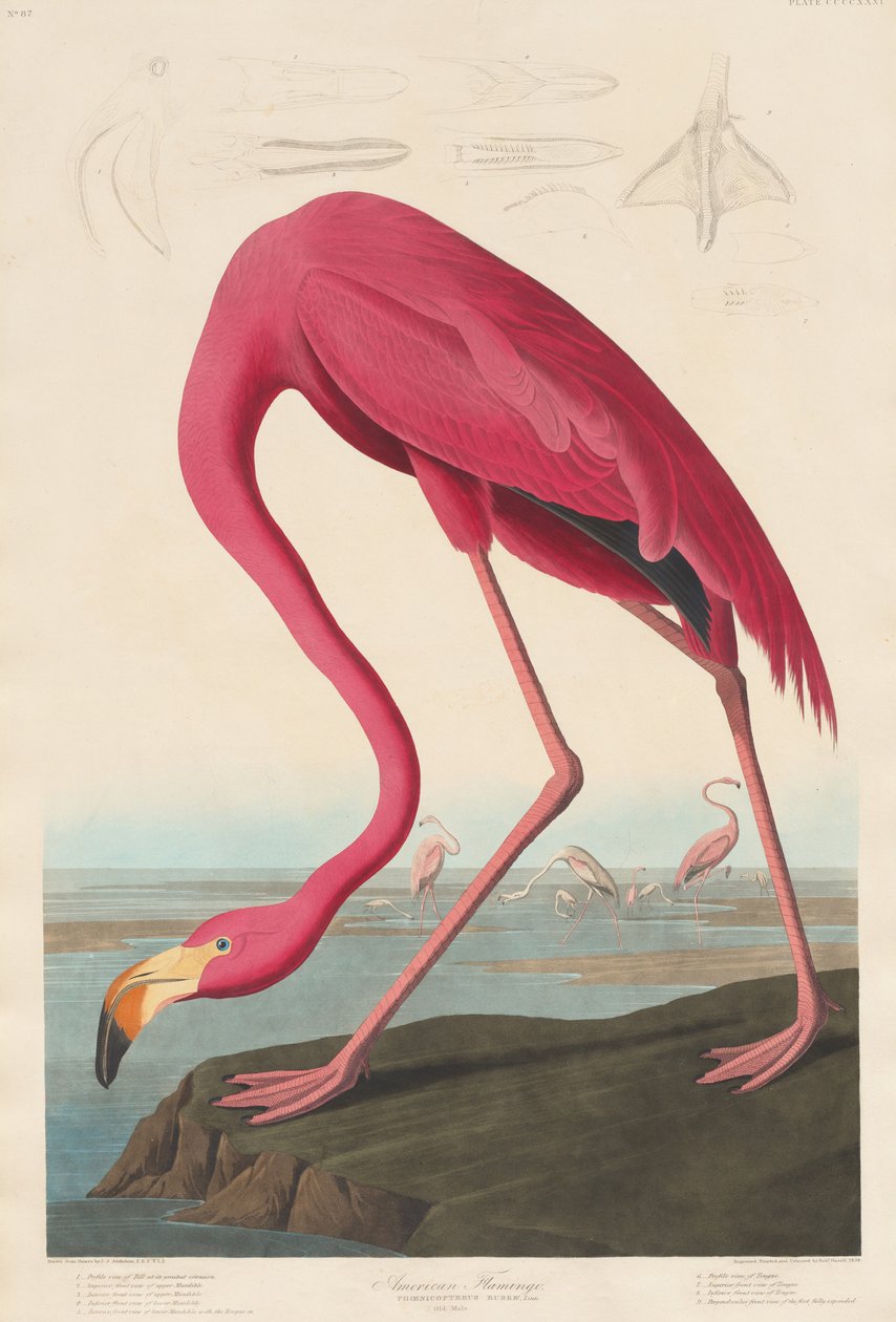 Flamenco Americano, 1838 de Robert Havell