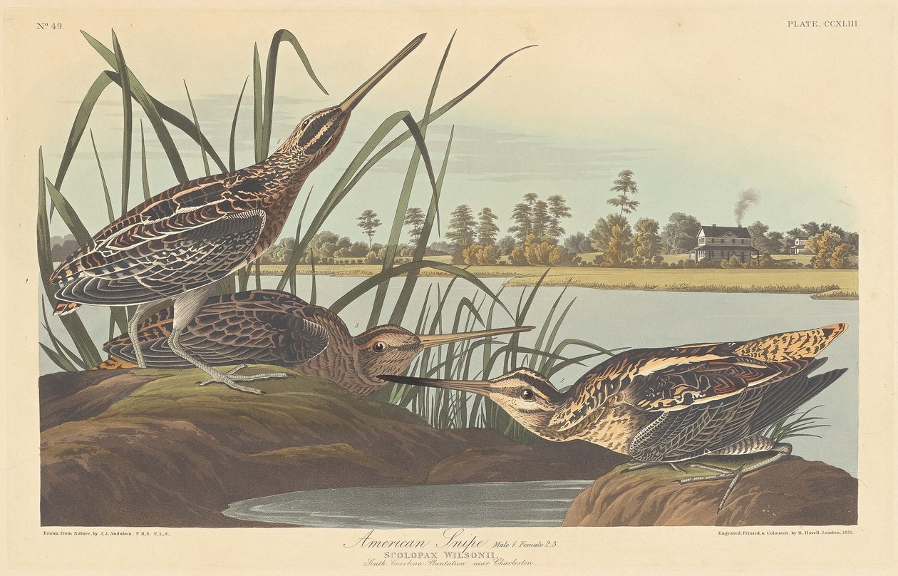 Agachadiza americana, 1835 de Robert Havell