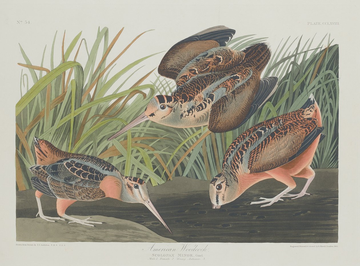 Becada Americana, 1835 de Robert Havell