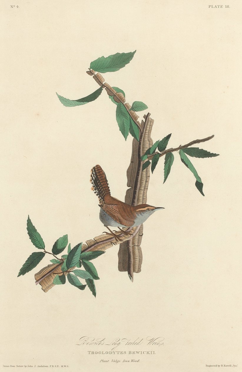 Chochín de cola larga de Bewick, 1827 de Robert Havell