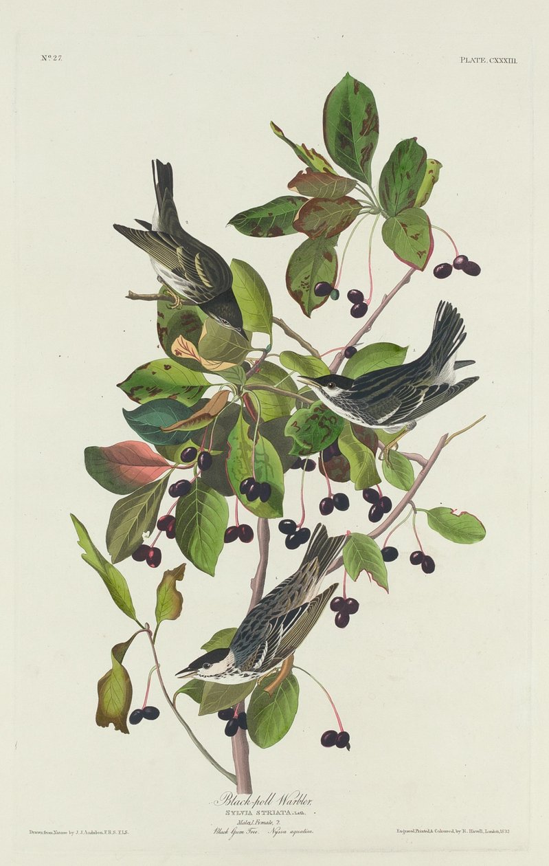 Reinita estriada de Robert Havell