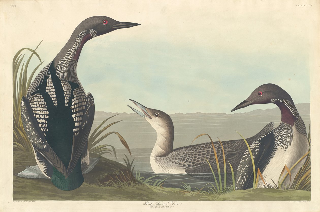 Colimbo de Garganta Negra de Robert Havell