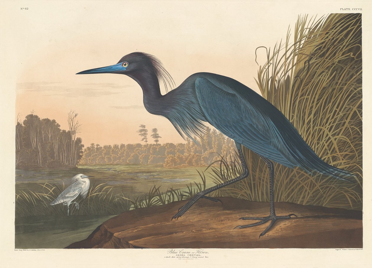 Grulla Azul o Garza de Robert Havell