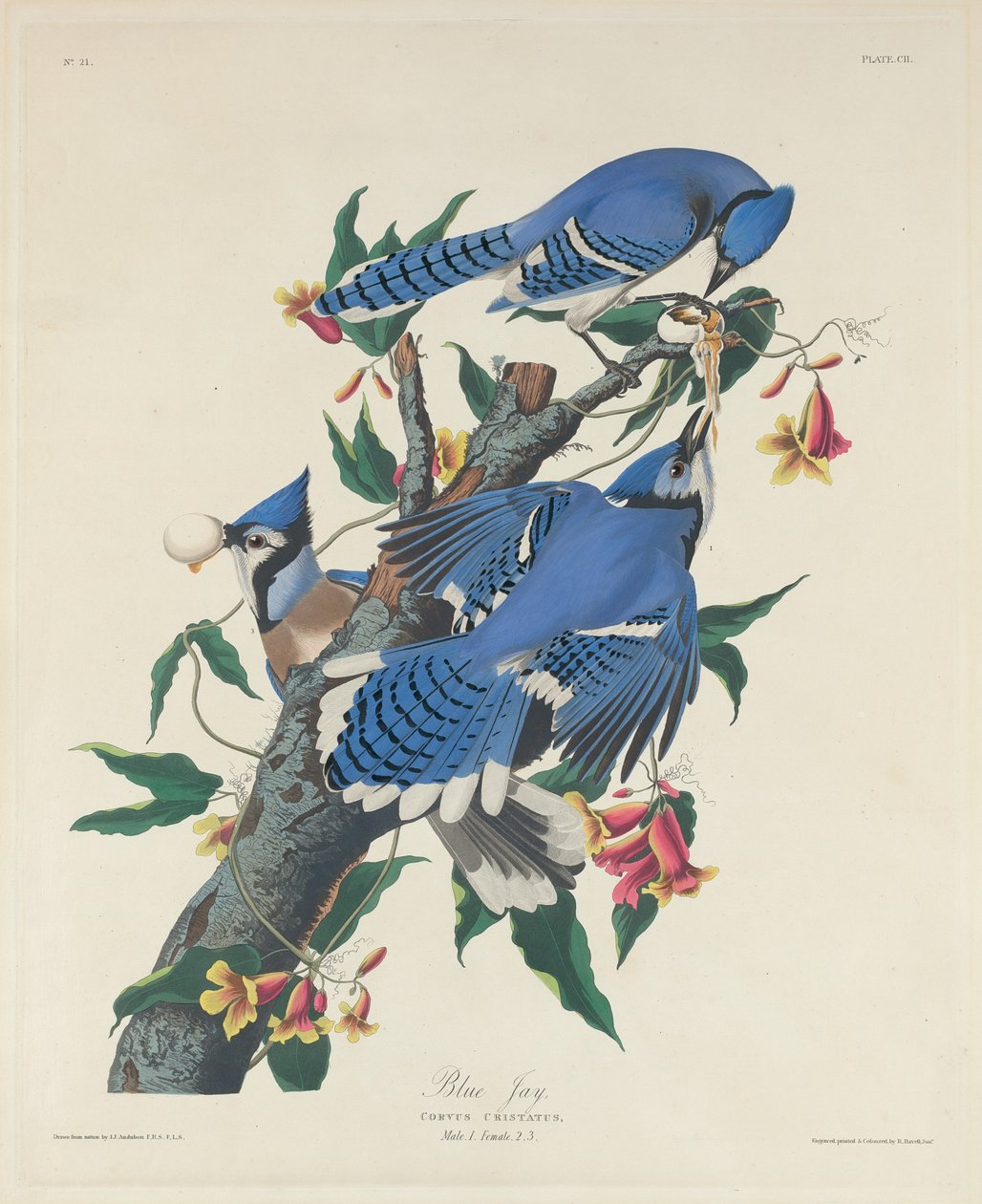 Arrendajo azul, 1831 de Robert Havell