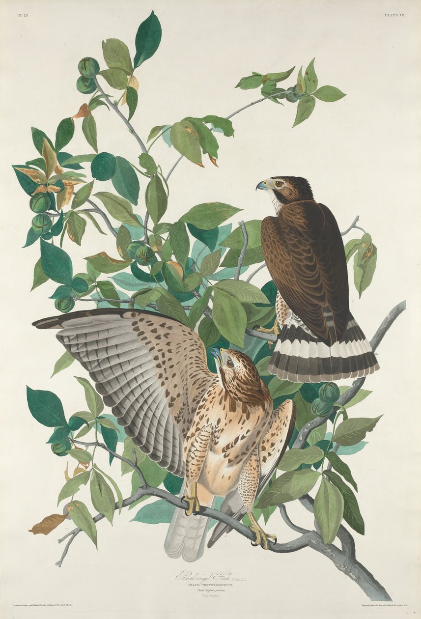 Halcón de Alas Anchas, 1830 de Robert Havell