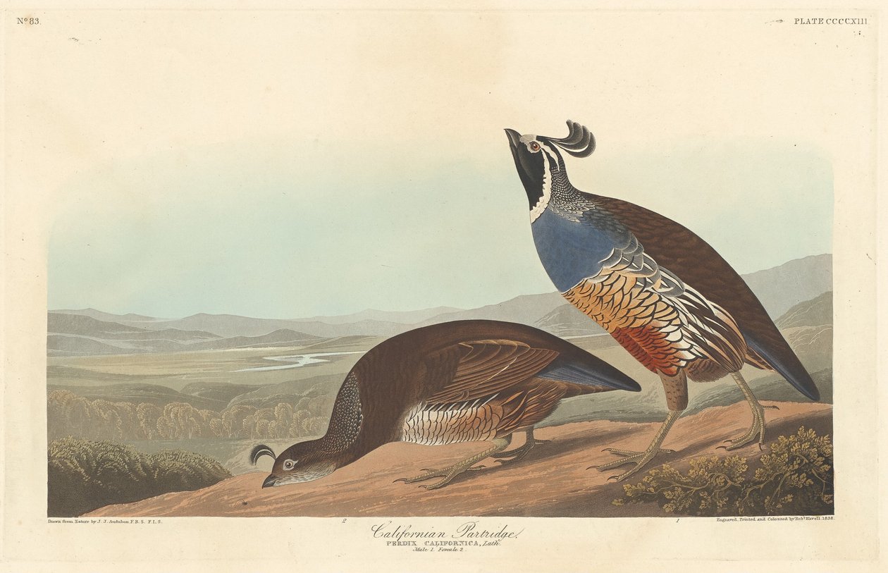 Perdiz californiana, 1838 de Robert Havell