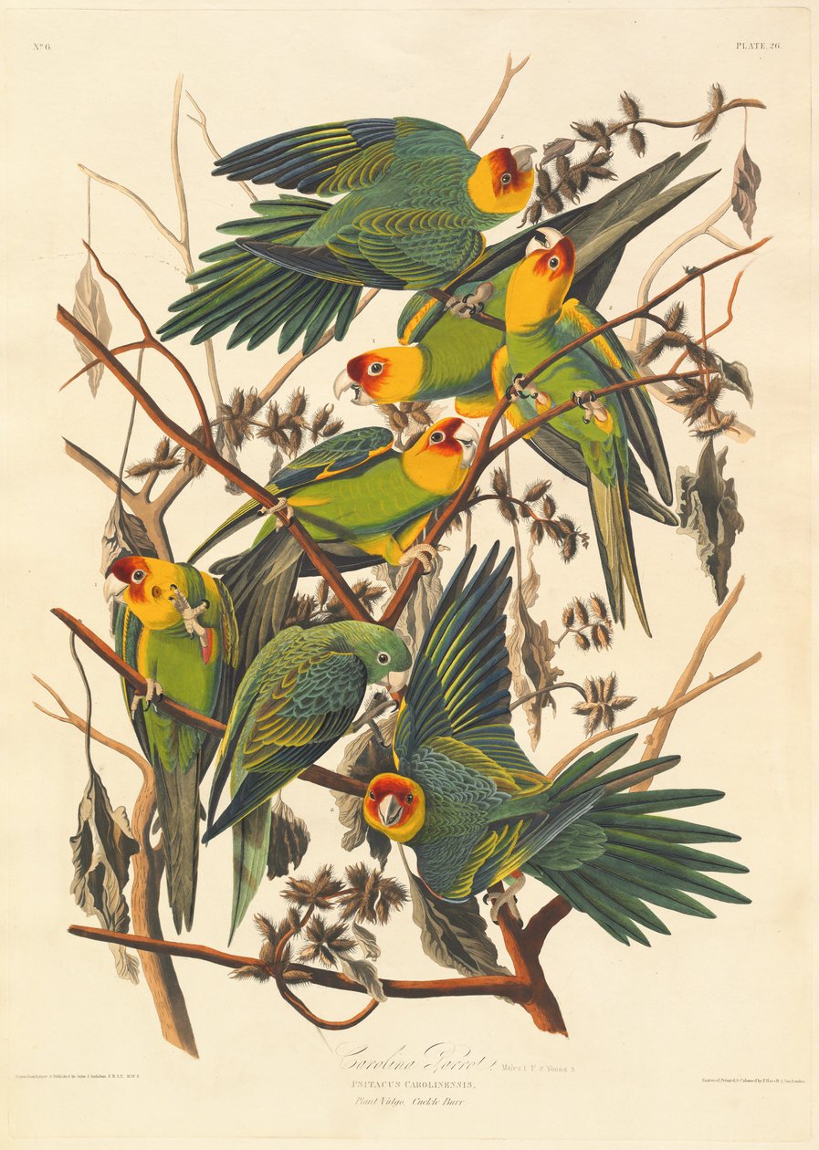 Loro de Carolina, 1827 de Robert Havell