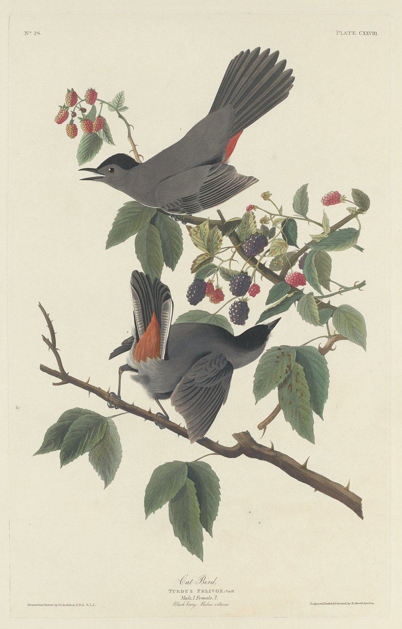Pájaro gato de Robert Havell