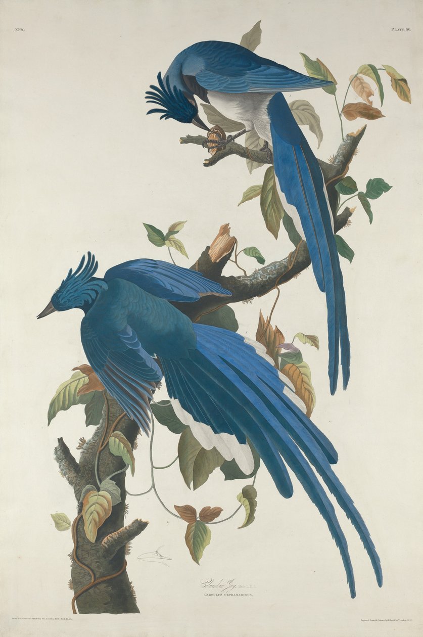 Arrendajo de Columbia de Robert Havell