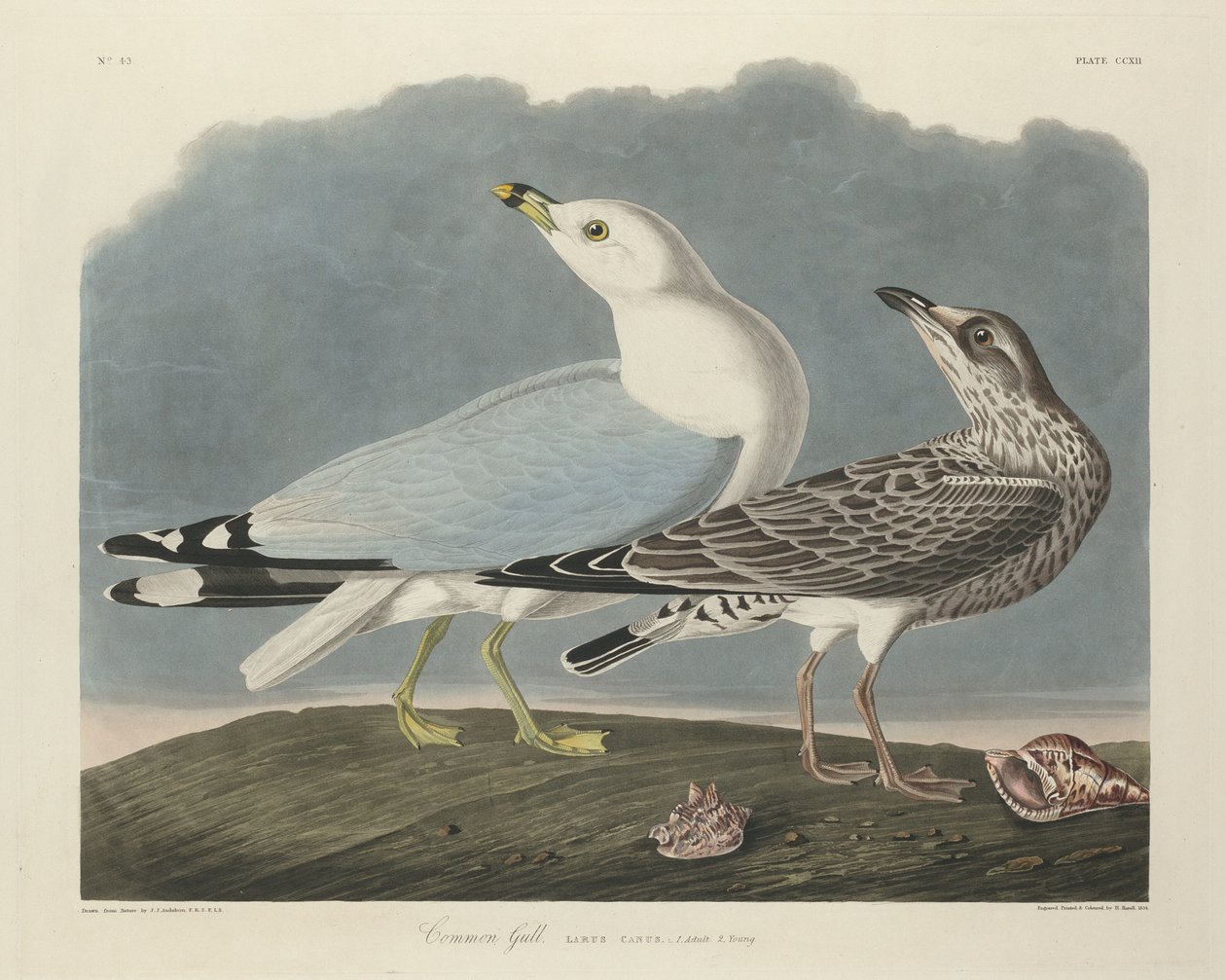 Gaviota común, 1834 de Robert Havell