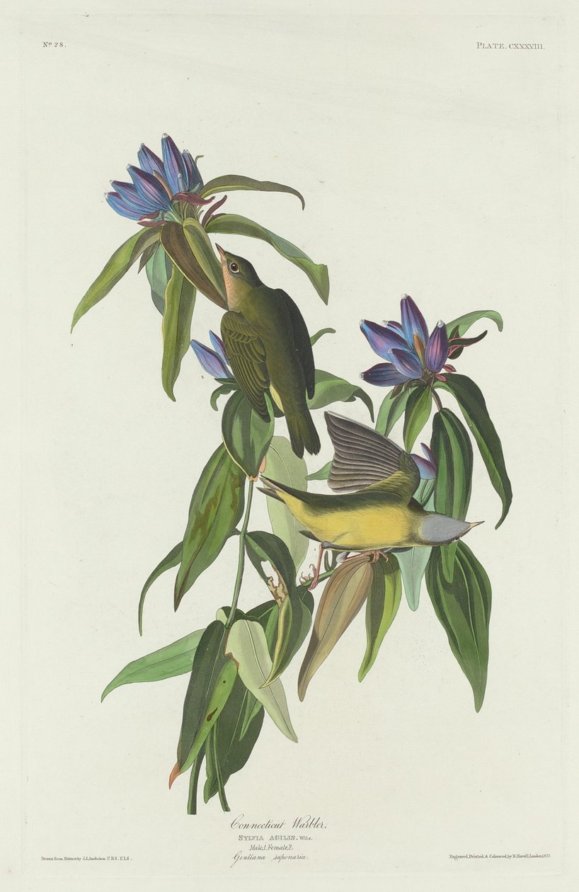 Reinita de Connecticut de Robert Havell