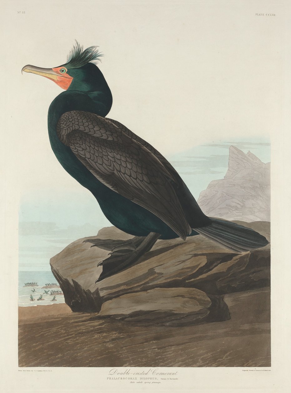 Cormorán de doble cresta, 1835 de Robert Havell